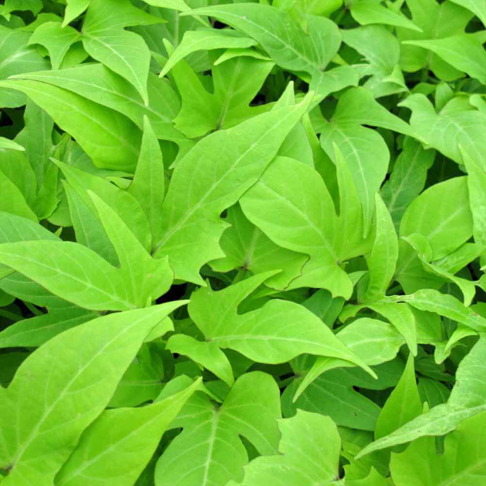 closeup image of many leaves in a maple leaf shape in bright green