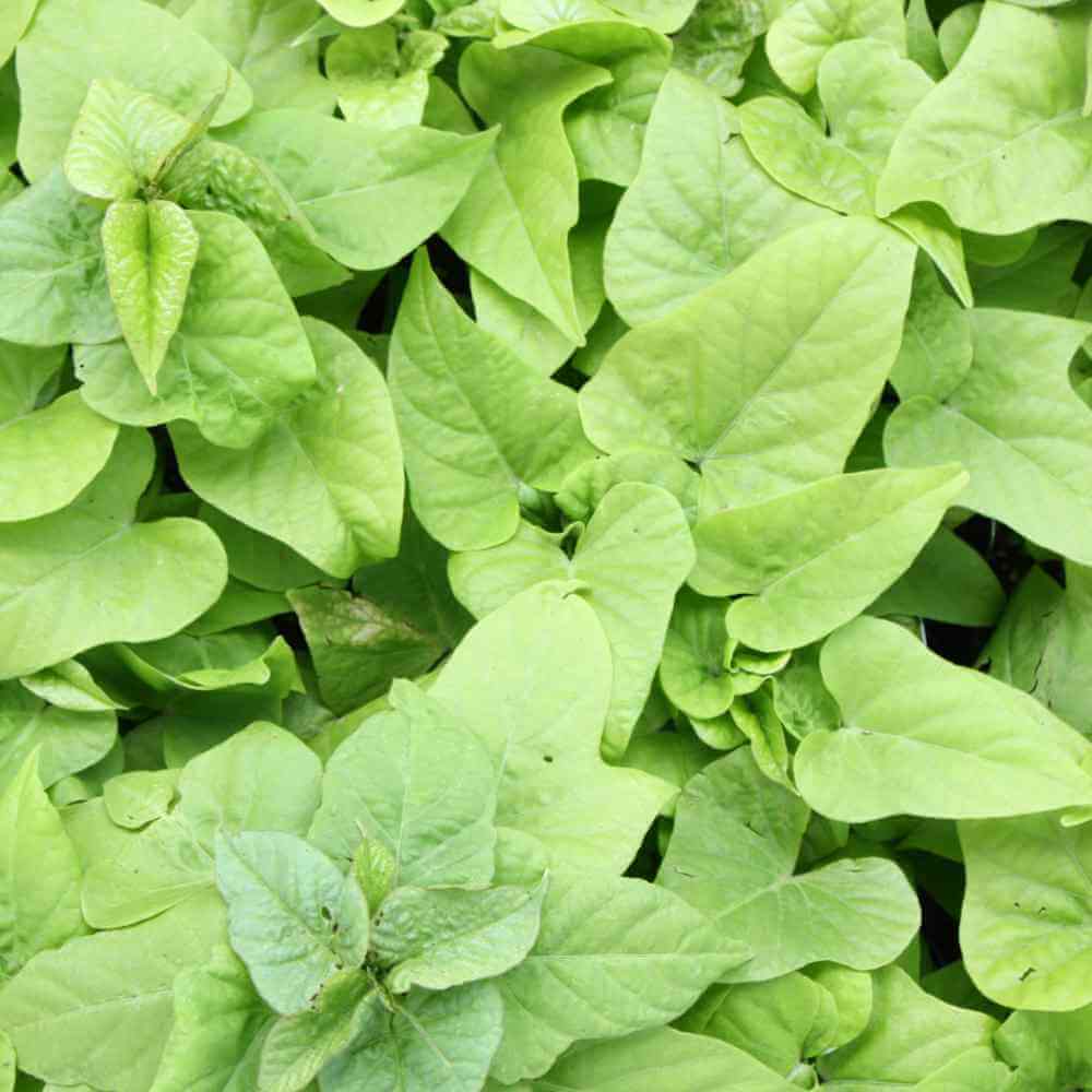 closeup image of many leaves in elongated heart shapes in bright green