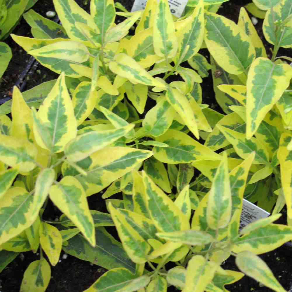 closeup image of many plants with oblong pointed leaves in medium green with bright yellow green edges