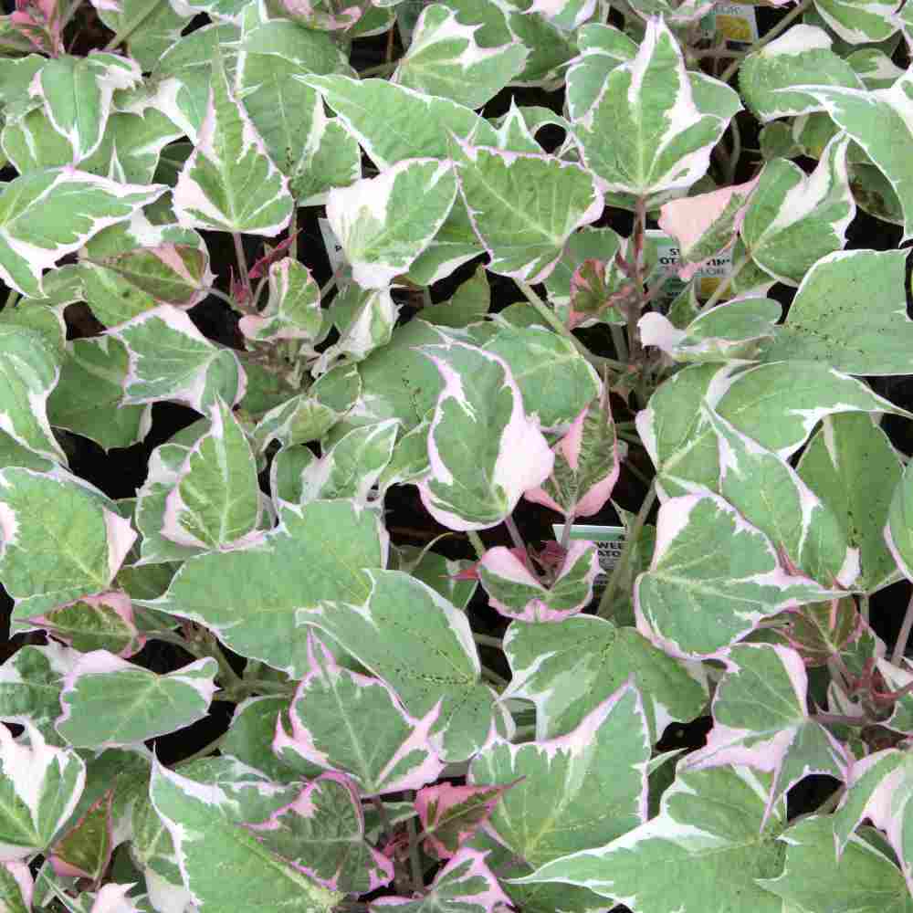 closeup image of many leaves in a pointed semi-heart shape in medium green with pinkish cream edges