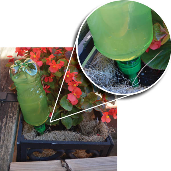 image of soda bottle attached to watering device and turned upside into a pot with a begonia.  Enlarged detail of watering device with bottle tip shown in large circle at upper right