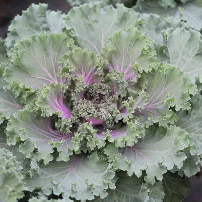 closeup image of plant with frilled edged leaves in a medium grey green, with pink colored veining