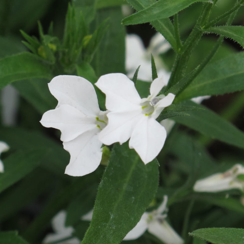 closeup image of bright white blossom with small oblong leaves