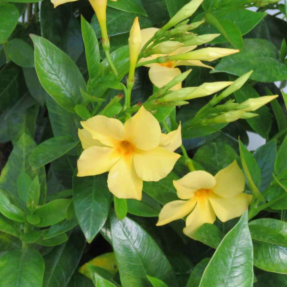 closeup image of plant showing oblong pointed green leaves and five petal blooms in soft yellow