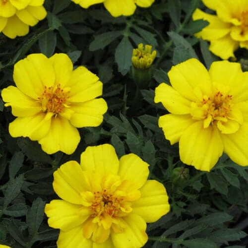 closeup image of plant with several bright yellow blooms