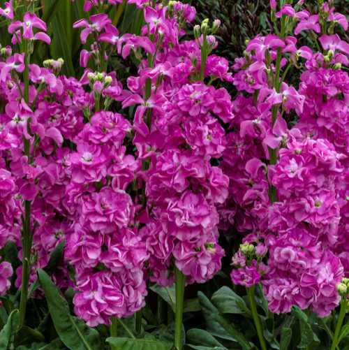 image of several pink stock flowers showing bright pink multi bloom flowers on tall stems