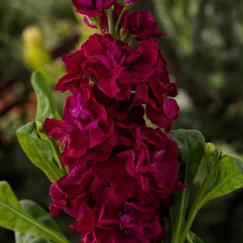 image of closeup of large stock bloom in deep red clusters along a tall green stem