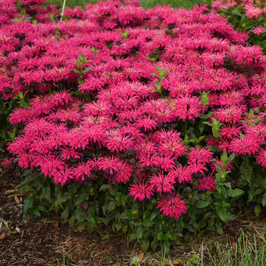 image of mature shrubs showing medium height stems with spiky deep raspberry pink blooms