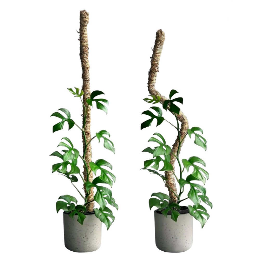 image of two concrete planters, each with a swiss cheese vining plant.  One on left has a tall straight moss pole.  on the right the same pole has been bent into a shape