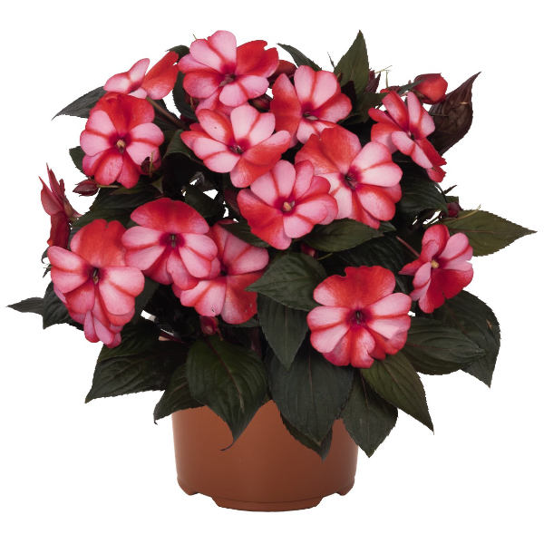 image of mature plant in pot with bright red orange and white variagated rounded petal blooms