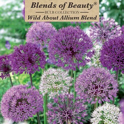 image of several large globe shaped blooms in shapes of purple and lavender from light to dark