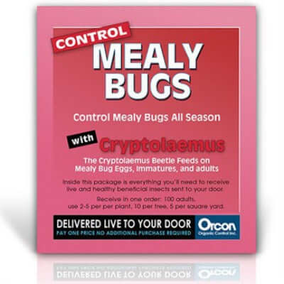 image of mail in card in red and pink with mealy bugs and cryptolaemus in larger type with other information in black and white type