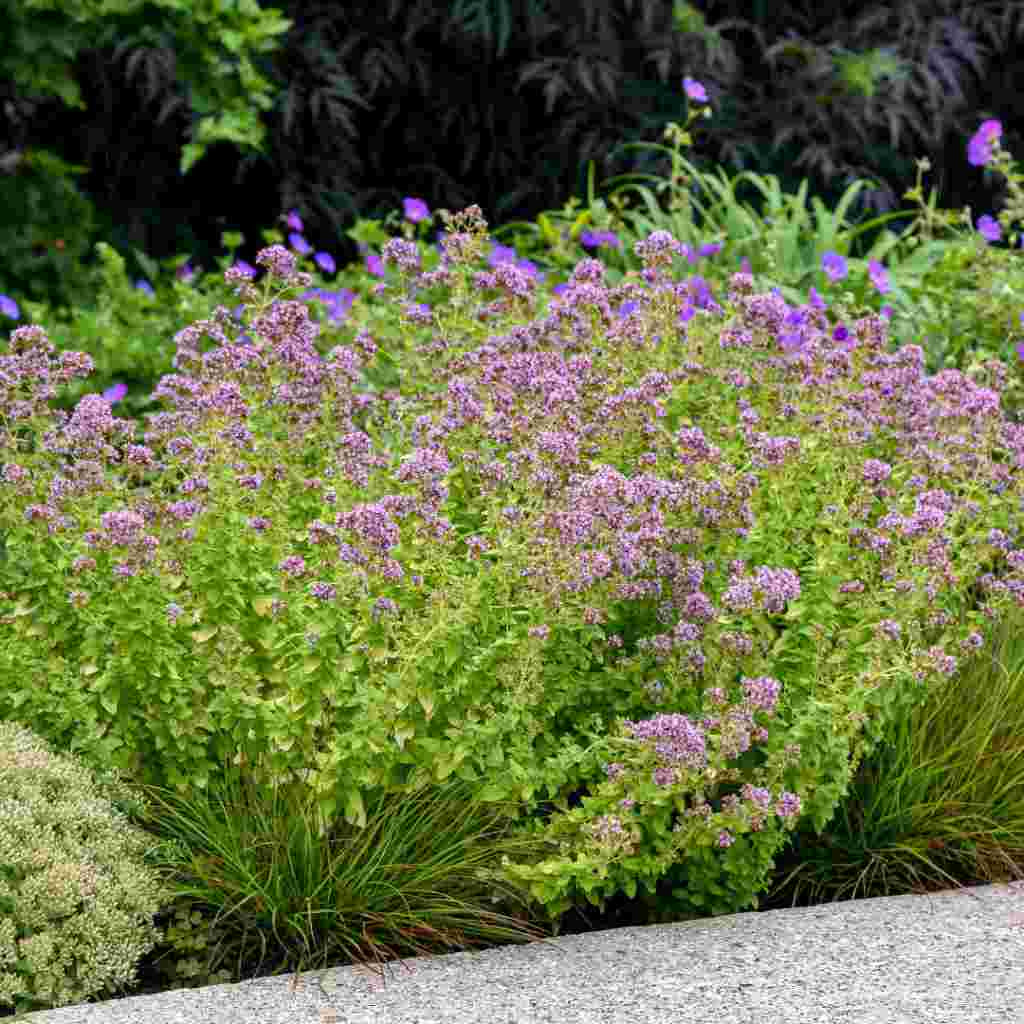 image of mature plant with tall spiky stems with small pointed green leaves and multiple purple miniature blooms