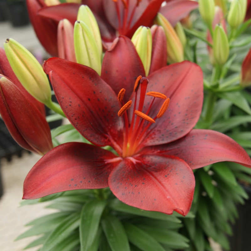 Asiatic Lily Tiny Comfort Red