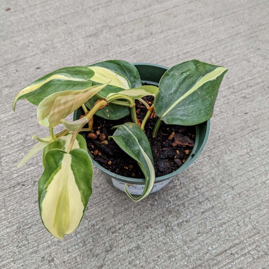 Heart shaped leaves with lime green stripes and creamy shades of green color