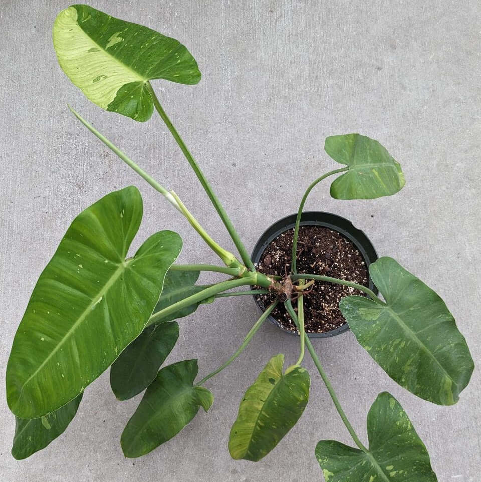 large lobed leaves with cream splash variegation