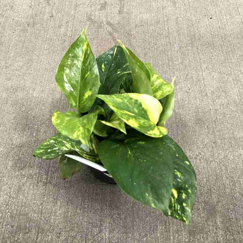 closeup image of plant from the top, with several pointed oblong leaves in green and yellow variegated colors