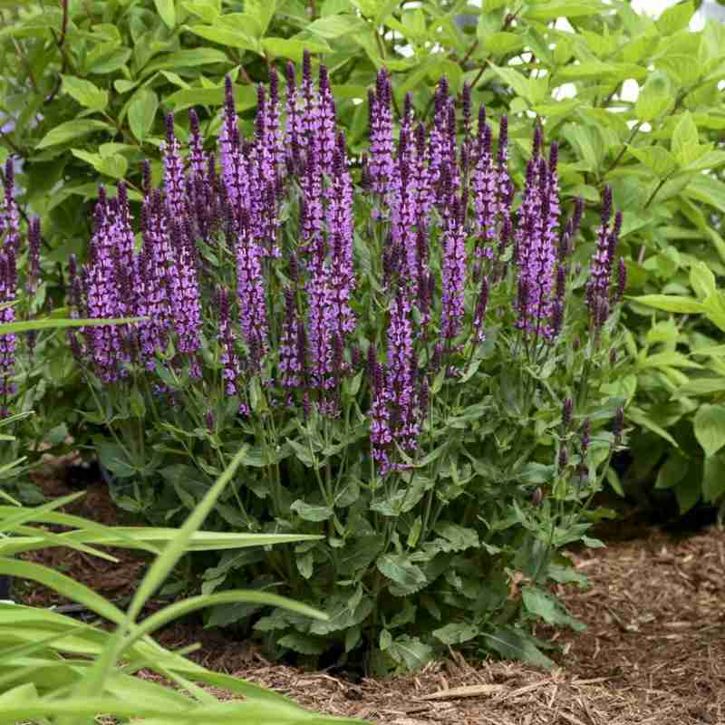 image of plant in landscape with tall spiked stems and flowers made up of many tiny violet and dark purple blooms
