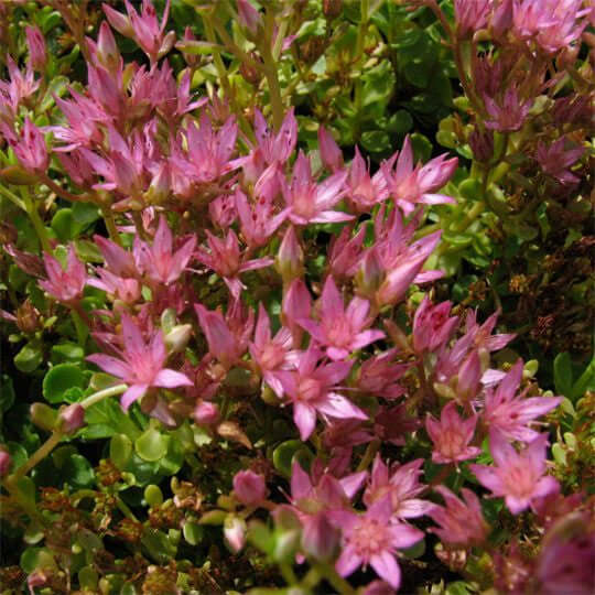 image of plant in landscape with small green leaves and several pink blooms made of five pointed petals