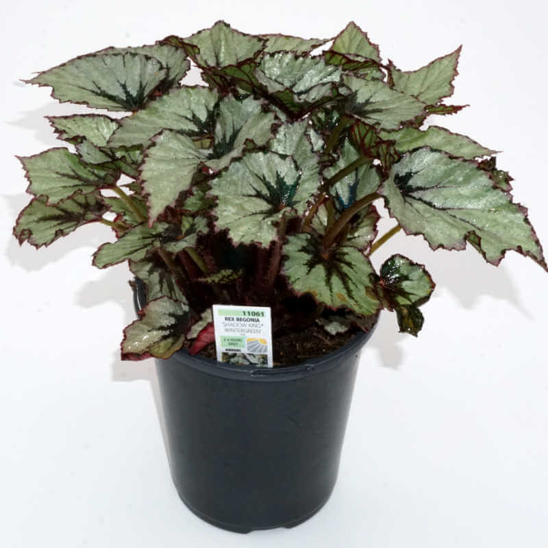 Begonia Rex Shadow King® in 1 Qt pot