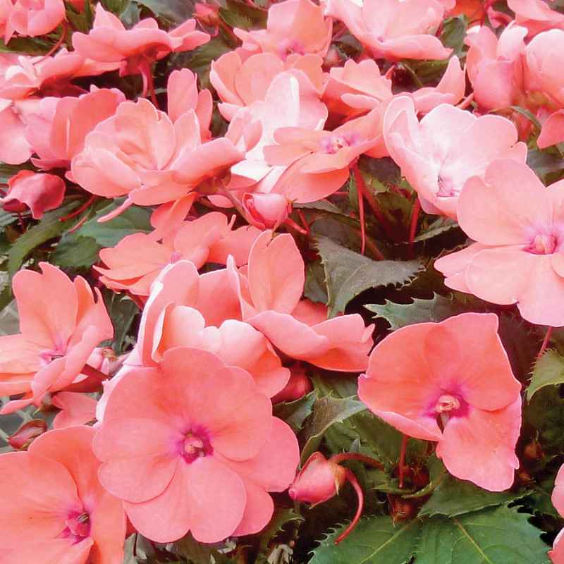 closeup image of several blooms in a pale salmon pink color