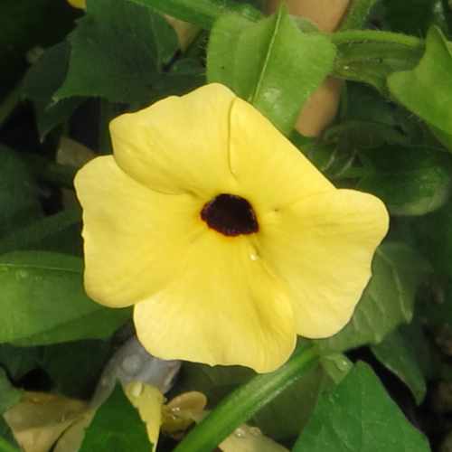closeup image of bright buttery yellow round bloom with dark center