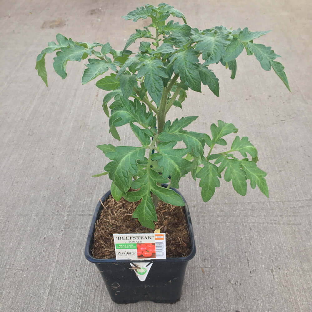 Planta de tomate bistec de 3,5 pulgadas