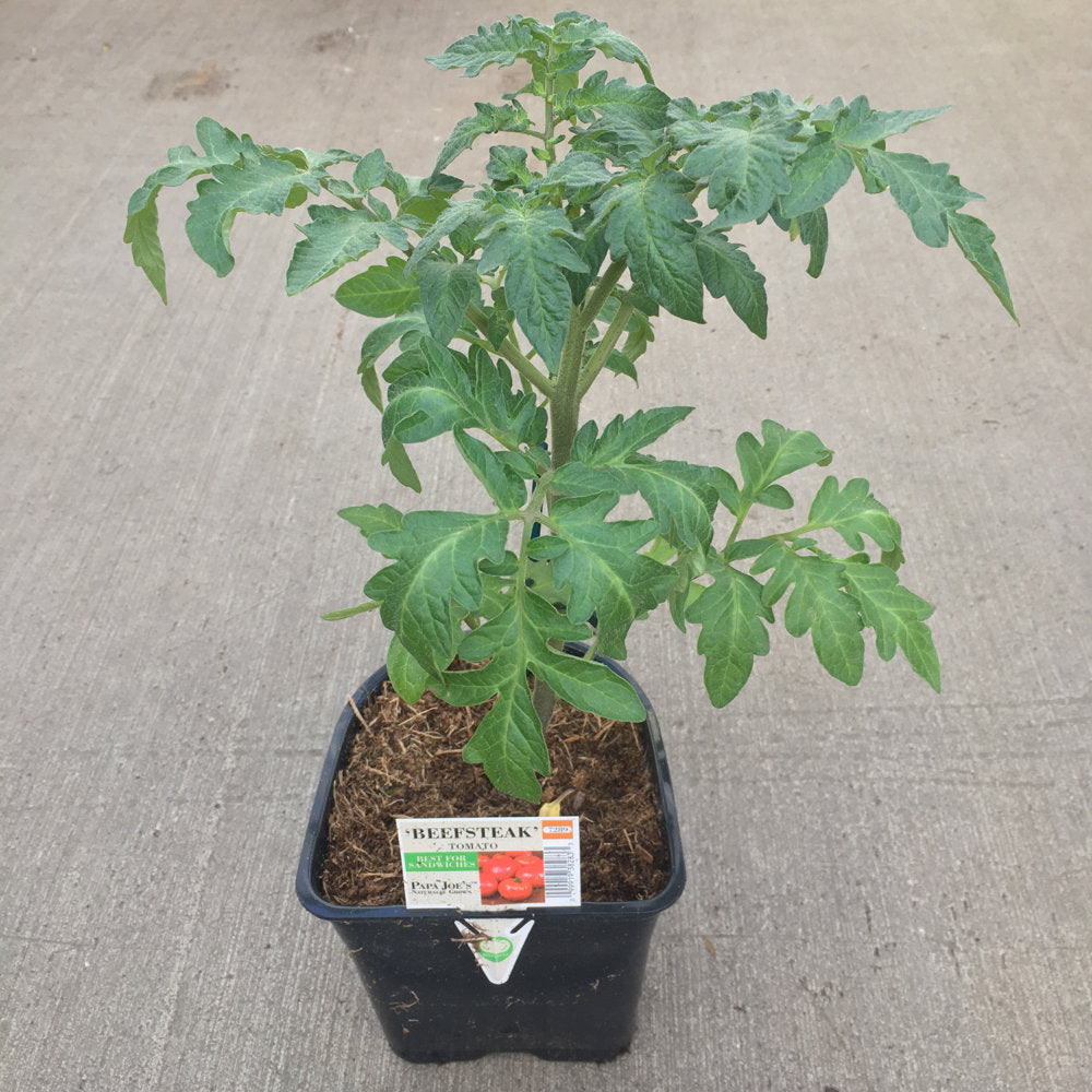 3.5 inch Beefsteak Tomato Plant