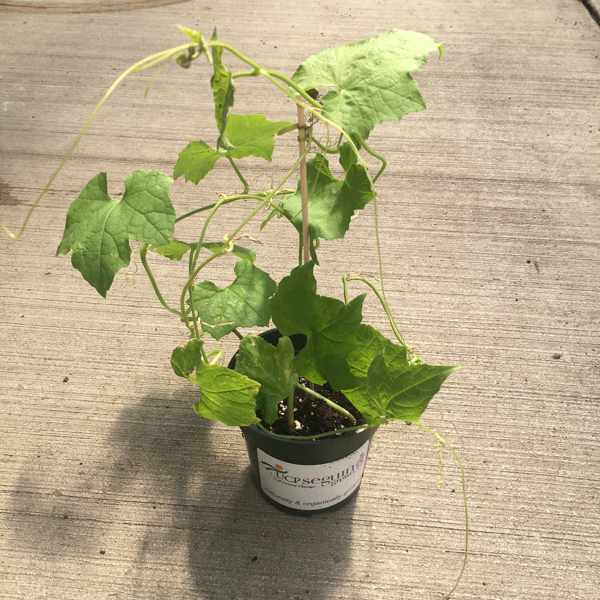 UCP Seguin Grown Luffa/Loofah Gourd in 4 inch pot