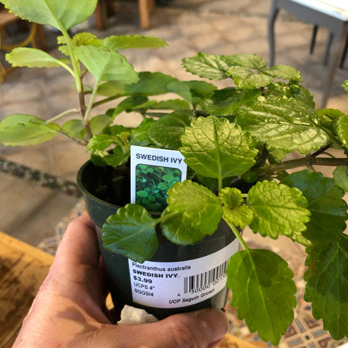 image of plants with many rounded bright green leaves with serrated edges