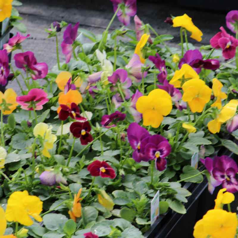 image of several viola plants with blooms in yellow, purple, deep burgundy and light orange