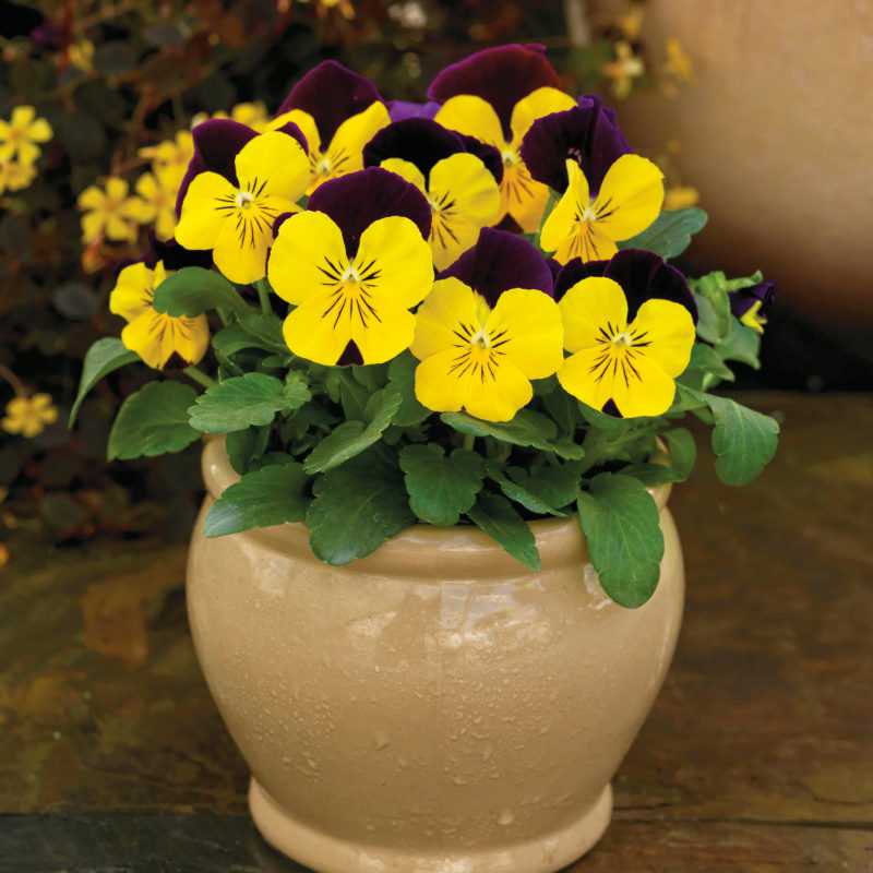 image of several viola blooms in a tan pot.  Blooms are primarily yellow with a purple petal at the top and small purple lines at the center