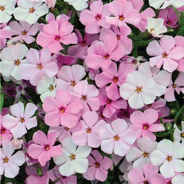 image of clusters of pink and white blooms with 5 petals and a darker pink dot in the center of each tiny bloom 