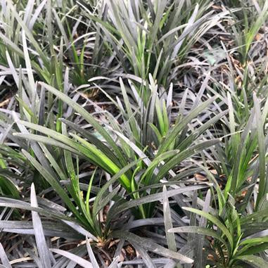 Ophiopogon &#39;Niger&#39; Black Mondo Grass