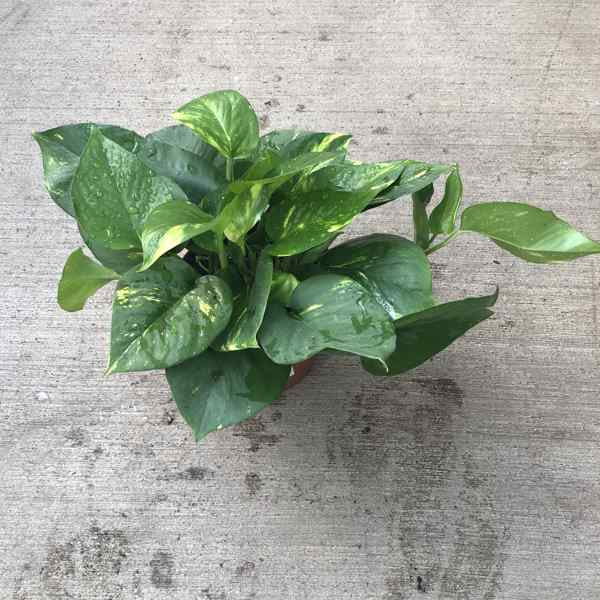 pothos with green and gold variegated heart shaped leaves