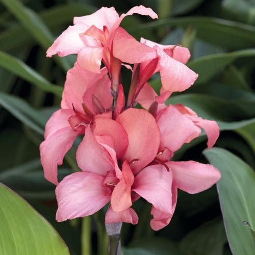 close up image of canna bloom with its multiple blossom blooming at the top of tall stalks.  Color of blooms is a peachy mango color