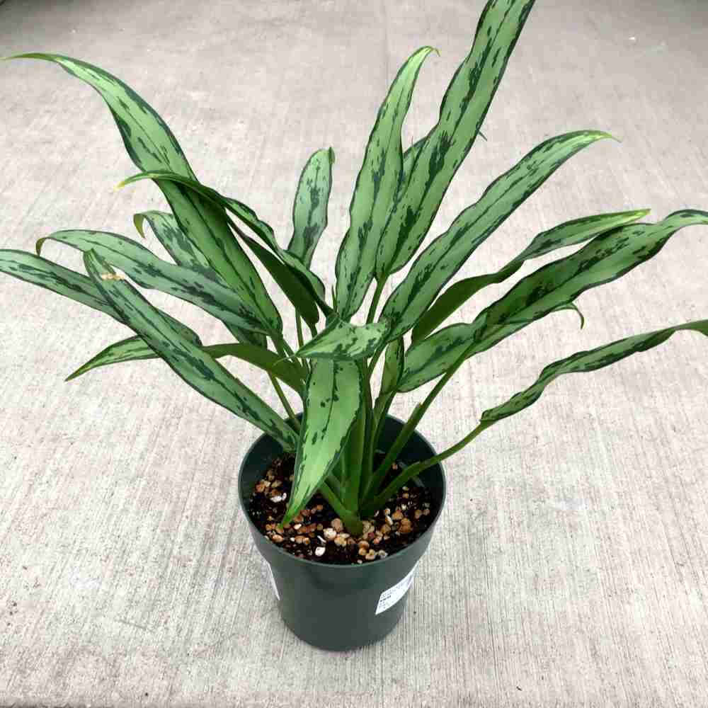 image of plant with several long sword shaped leaves in light green with darker green spines and edges.  In a round green pot sitting on a concrete floor