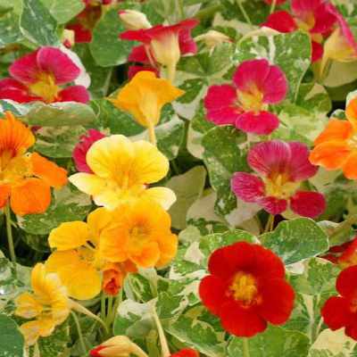 image of Alaska Mix with blossoms in bright yellow, orange, hot pink and red