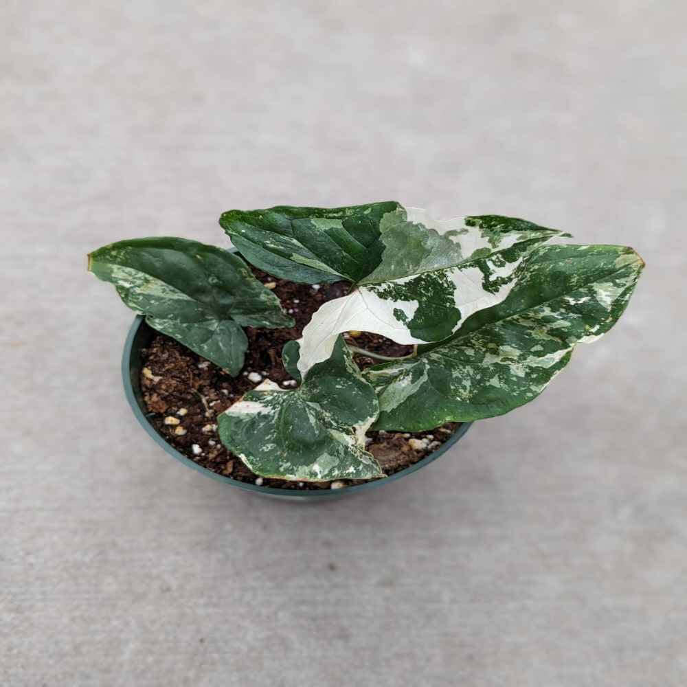 Enjoy this syngonium with white,mint, and green hues.