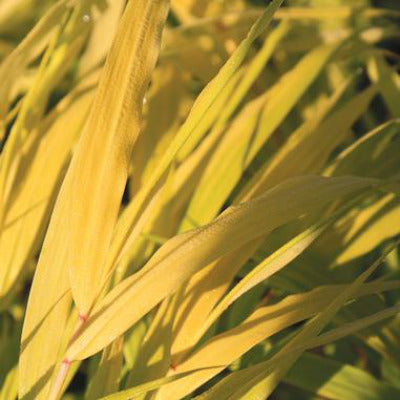 closeup image of plant showing long narrow blade shaped leaves in a bright golden yellow