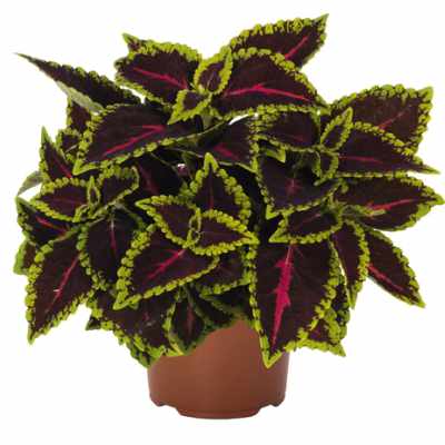 Coleus Main Street 