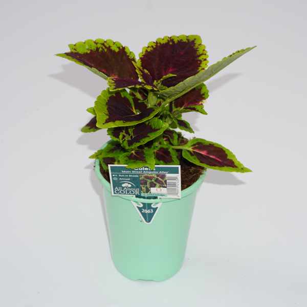 Coleus Main Street 