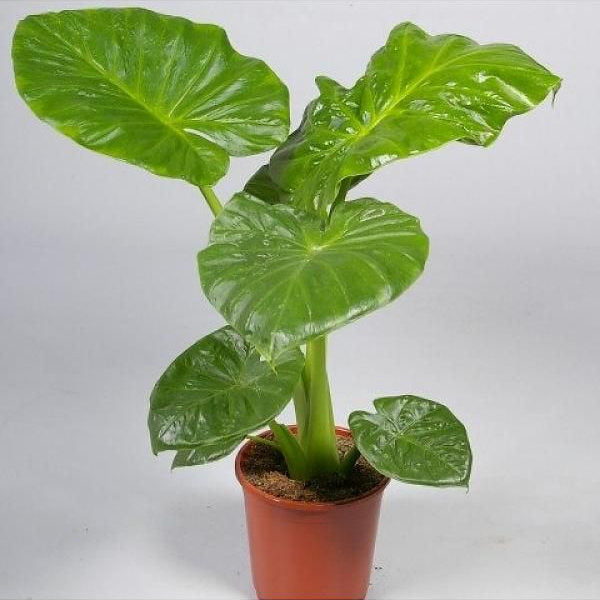 image of plant with several upright green stalks, ending in large spade shaped leaves with bright green color and light green veining.