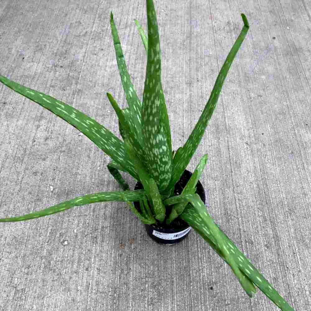 image of aloe vera plant from above with green spiky leaves in a round pot