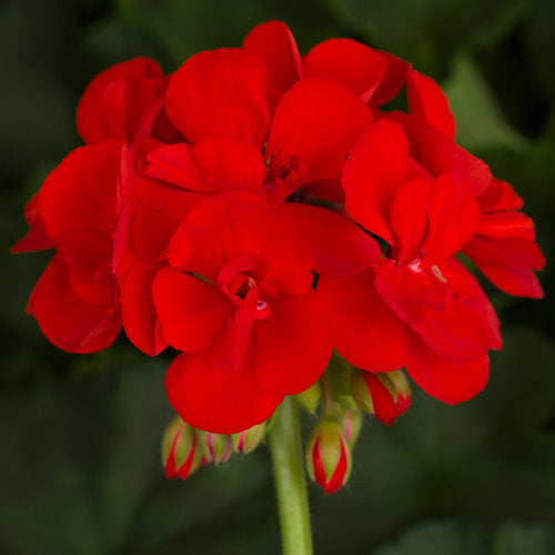 closeup of geranium bloom in bright red color