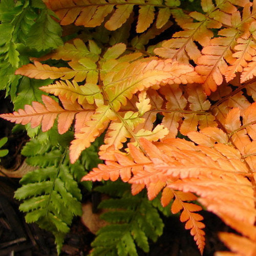 Feathery fern fronds in green and light orange autumn shades