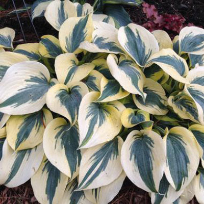 closeup image of plant with many pointed oval leaves with a medium green center and creamy white edges