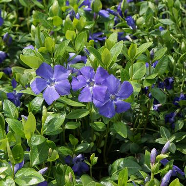 closeup image of plants, showing small ovoid green leaves with several five petal blooms in blue purple color