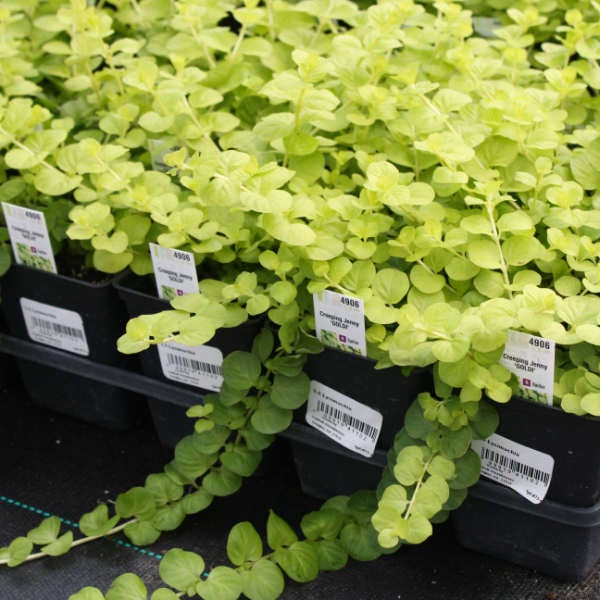 image of several plants in black pots, showing small rounded leaves on long trailing vines