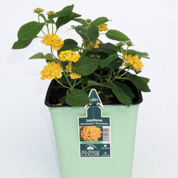 bright yellow tiny blooms create one larger bloom on stems with green pointed leaves in a grower pot